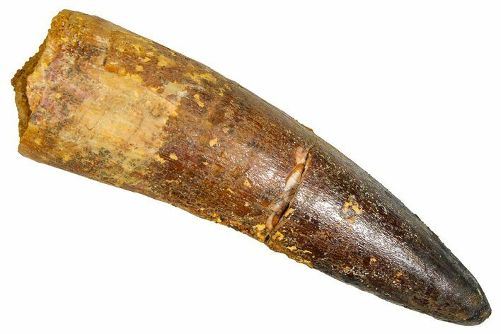 Fossil Spinosaurus Tooth - Real Dinosaur Tooth #381004